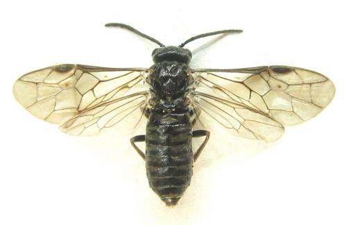 Réf. 337 746 : Empria pumila