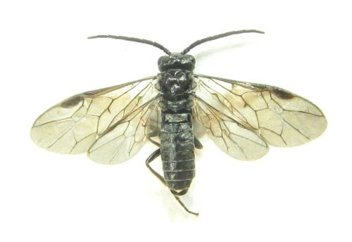 Réf. 337 763 : Empria pumila
