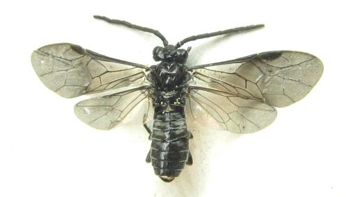 Réf. 337 780 : Empria sexpunctata