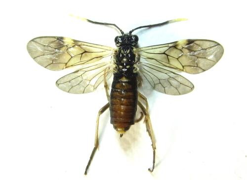 Réf. 337 575 : Perineura rubi