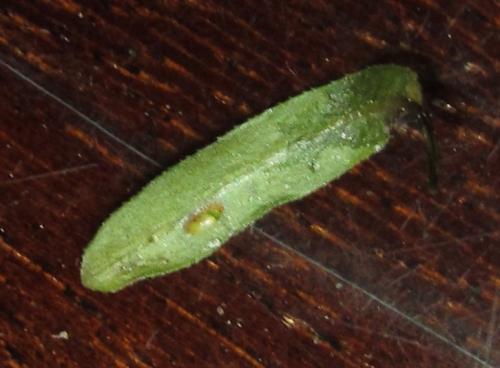 Perineura rubi