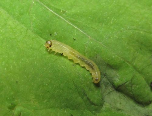 Perineura rubi