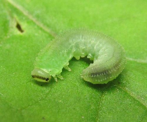 Perineura rubi