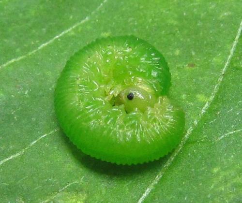 Perineura rubi