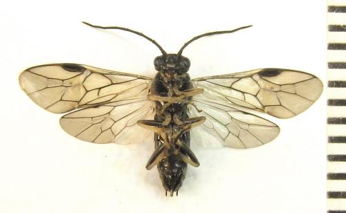 Nematus tulunensis