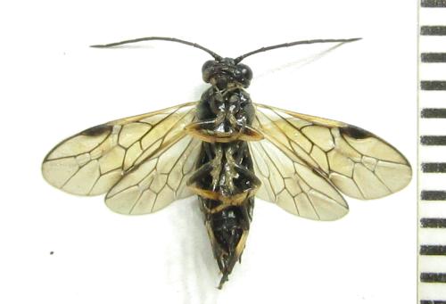 Nematus tulunensis