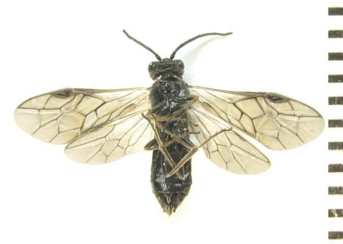 Réf. 337 733 : Empria pallimacula