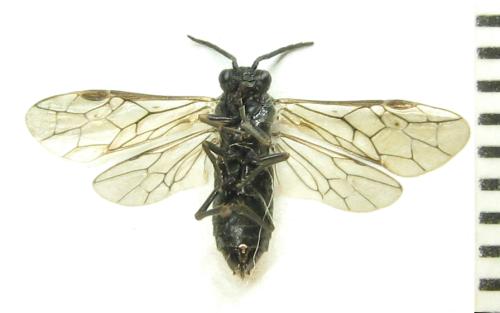 Empria pumila