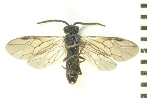 Empria pumila