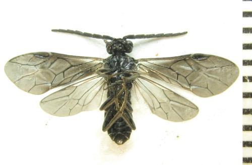 Réf. 337 781 : Empria sexpunctata