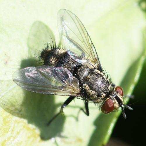 Réf. 337 913 : Eumea sp.