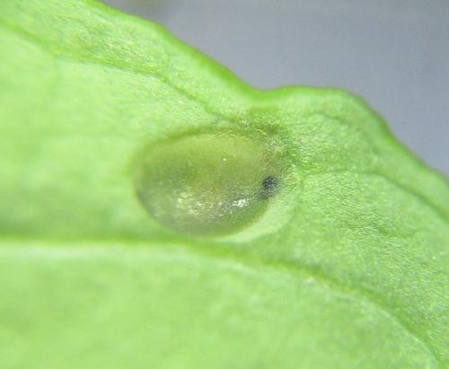 Perineura rubi