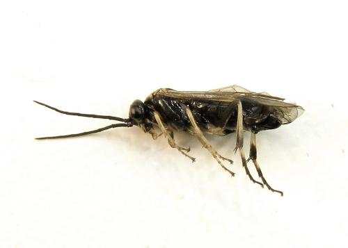 Nematus tulunensis