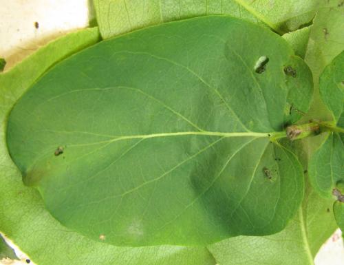 Nematus tulunensis