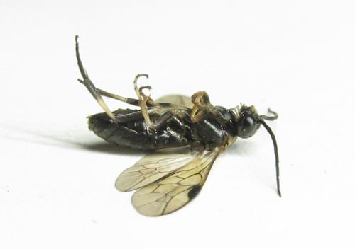 Nematus tulunensis