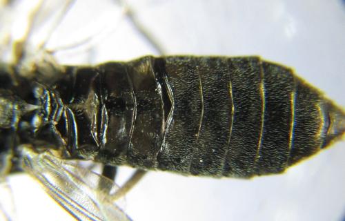 Réf. 337 734 : Empria pallimacula