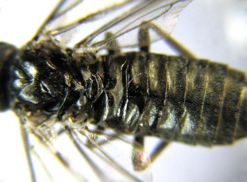 Réf. 337 748 : Empria pumila