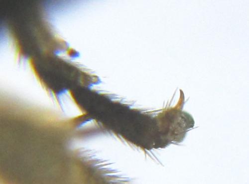 Empria pumila