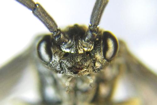 Réf. 337 782 : Empria sexpunctata