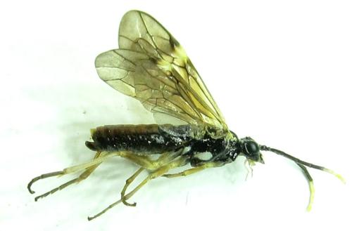 Réf. 337 577 : Perineura rubi
