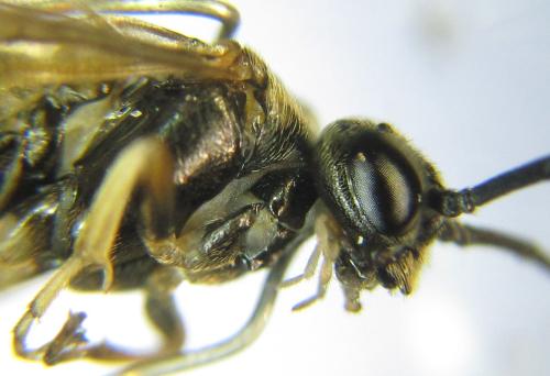 Nematus tulunensis