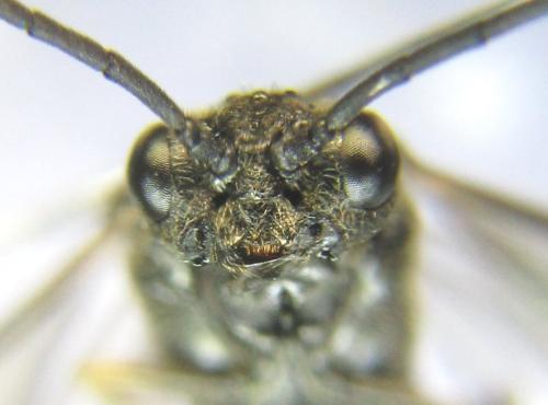 Réf. 337 735 : Empria pallimacula