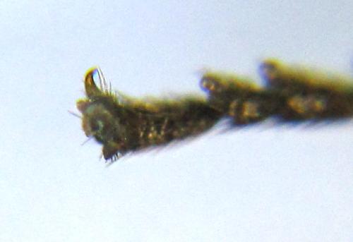 Empria pumila