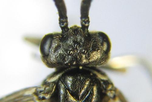 Réf. 337 766 : Empria pumila