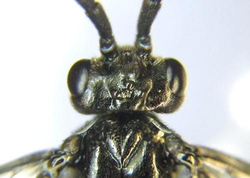 Réf. 337 783 : Empria sexpunctata