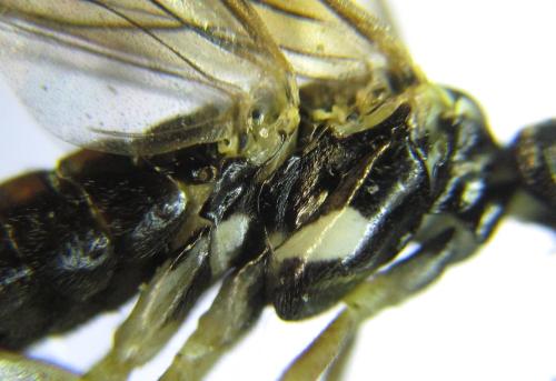 Perineura rubi