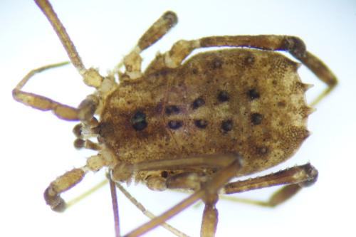 Réf. 337 101 : Homalenotus coriaceus