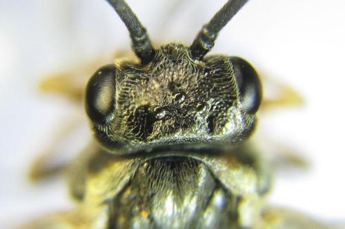 Nematus tulunensis