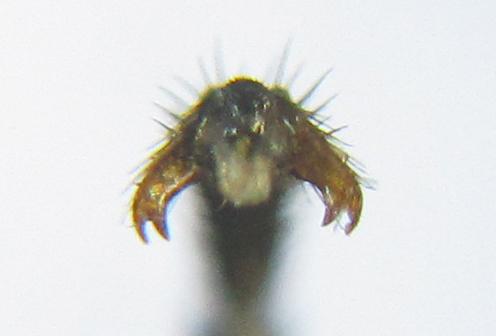 Nematus tulunensis