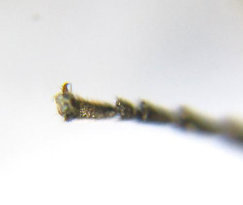 Empria pallimacula