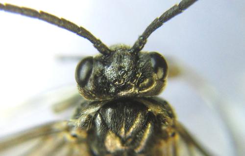 Réf. 337 750 : Empria pumila