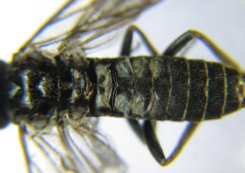 Réf. 337 767 : Empria pumila