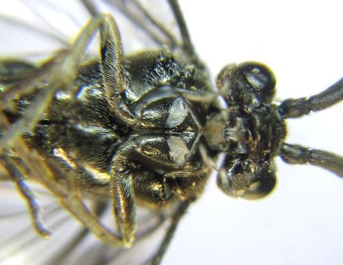 Réf. 337 784 : Empria sexpunctata