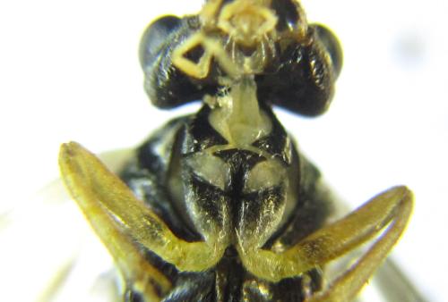Perineura rubi