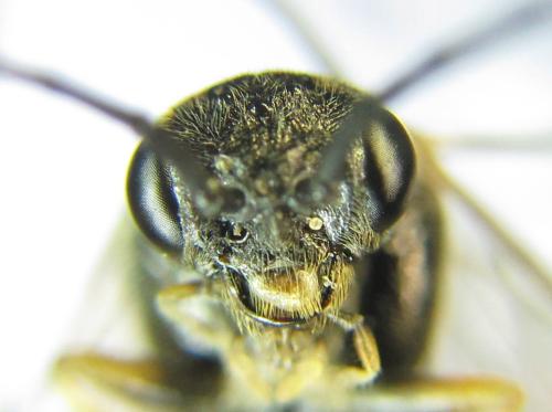 Nematus tulunensis