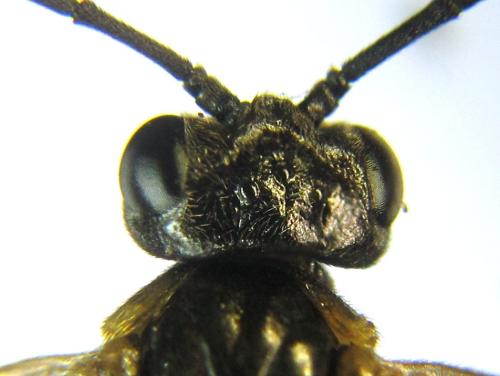 Nematus tulunensis