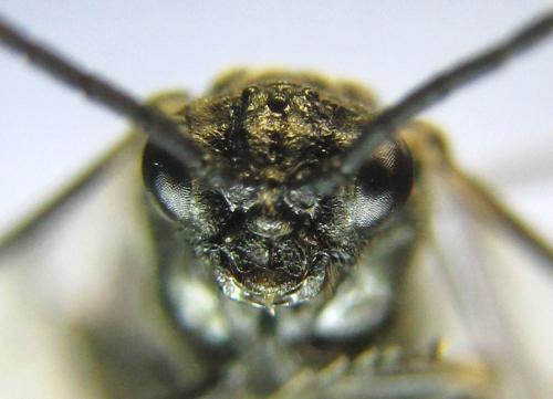 Empria pumila