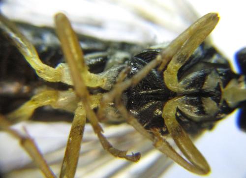 Perineura rubi