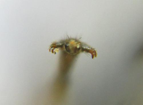 Réf. 337 643 : Nematus tulunensis