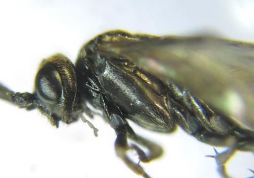 Réf. 337 769 : Empria pumila