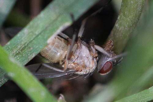 Phaonia sp.