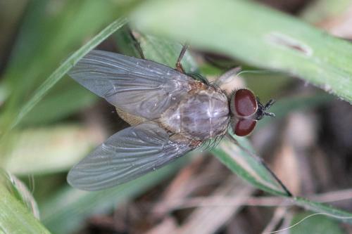 Réf. 337 449 : Phaonia sp.