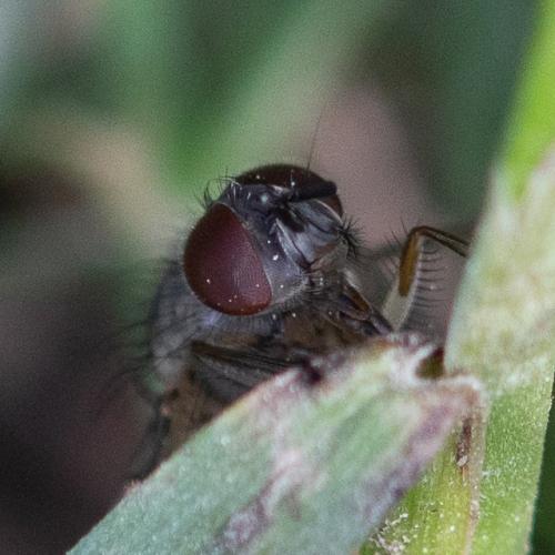 Phaonia sp.