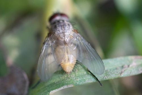 Phaonia sp.