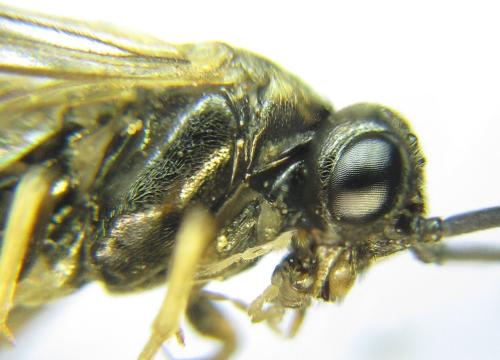 Réf. 337 644 : Nematus tulunensis