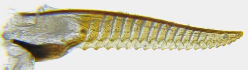 Nematus tulunensis